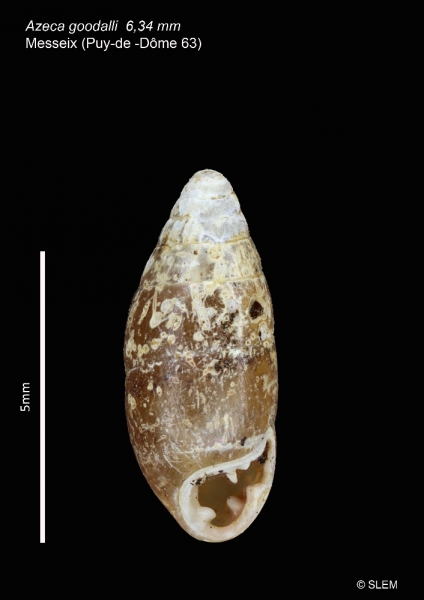 Fig.3—Photo de la coquille d’Azeca goodalli trouvée à Messeix (Puy-de-Dôme_63) le 08/07/2022. (Cliché SLEM, focus stacking). Il s’agit d’un adulte.