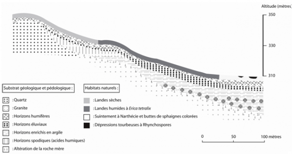Figure 1 : Coupe transversale du filon (façade ouest) avec organisation des habitats d’intérêt communautaire en fonction du type de sol