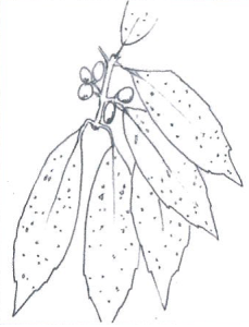 Aucuba japonica