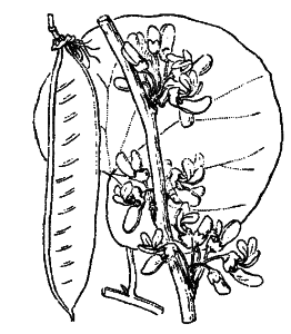 Cercis siliquastrum