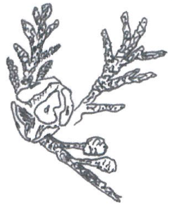 Chamaecyparis lawsoniana
