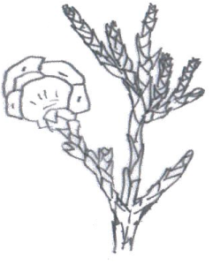 Chamaecyparis pisifera