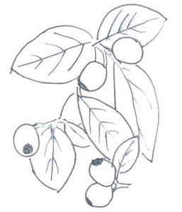 Cotoneaster franchetii