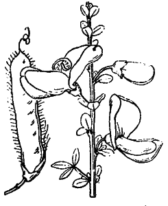 Cytisus scoparius