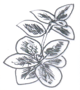 Euonymus Japonicus 'albomarginata'