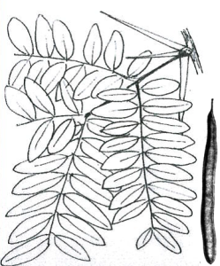 Gleditsia triacanthos