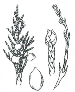 Juniperus media