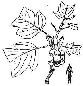 Liriodendron tulipifera