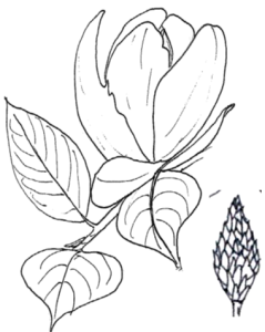 Mmagnolia soulangeana