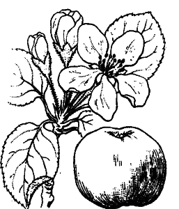 Malus domestica