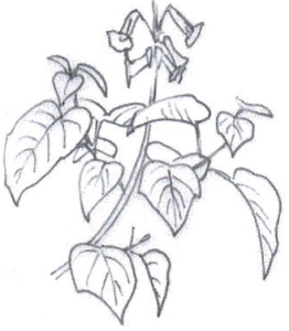Paulownia tomentosa