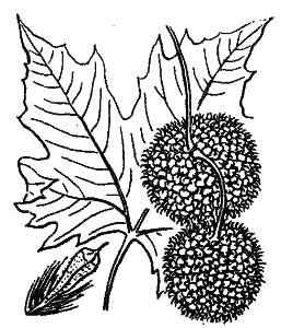 Platanus hispanica