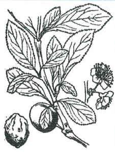 Prunus cerasifera f. spaethiana