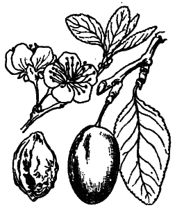 Prunus domestica