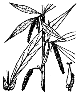 Salix alba 'tristis'