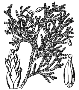 Thuja occidentalis