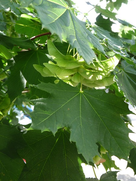 Fruits de l'érable plane (Acer platanoides)