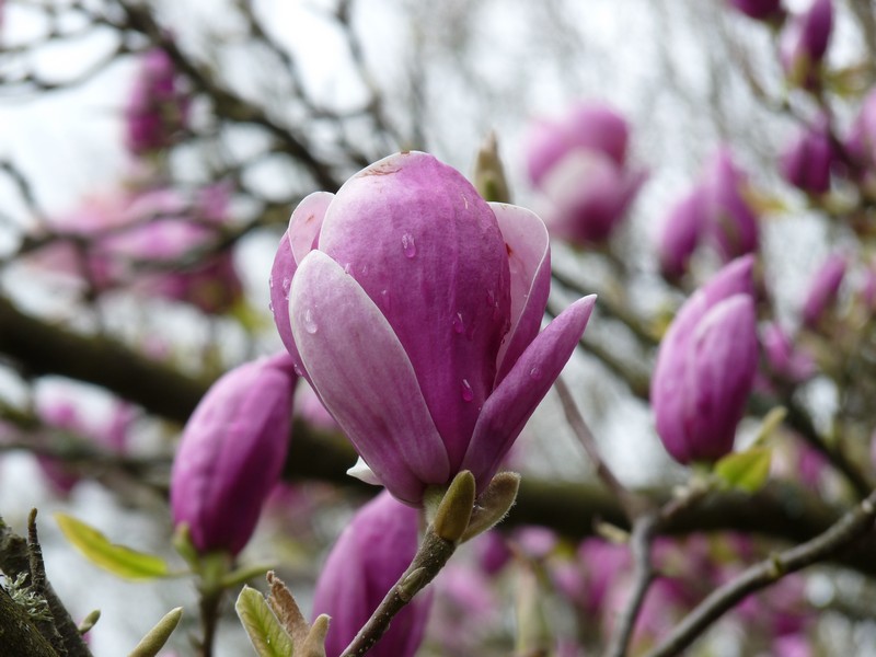 Fleurs de magnolia de Chine (Magnolia x soulangeana)