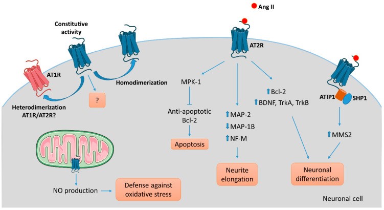 Revue sur les récepteurs de l'angiotensine II de type 2 (AT2R) publiée dans  le journal Pharmaceuticals. - UR 20218 NEURIT