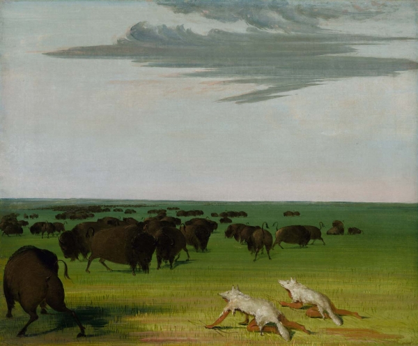 George Catlin, Buffalo Hunt under the Wolf-skin Mask, 1832-1833, Washington, Smithsonian American Art Museum