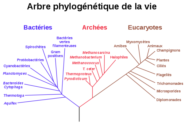 Figure 3 : Classification phylogénétique du vivant