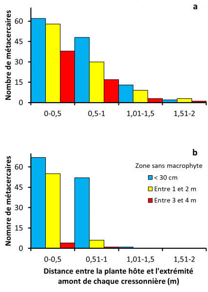 Figure 3 : Répartition des métacercaires de quatre Digènes par rapport à la distance entre la plante hôte et l'extrémité amont de chaque cressonnière : sites alimentés par une source à écoulement lent (3a) et ceux parcourus par un courant d'eau plus rapide (3b). Cette distance est exprimée sous forme de sections longues de 50 cm. Les valeurs sont fournies pour les trois types de longueur que nous avons relevés pour la zone sans macrophyte (légende sur le graphe 3b).