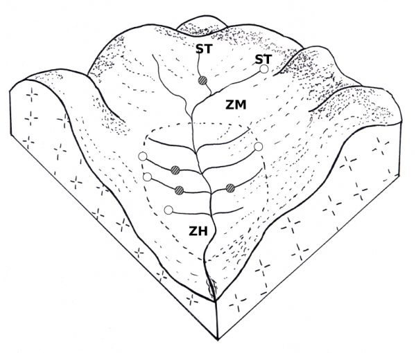 Figure 1 : Bloc-diagramme montrant la localisation des habitats colonisés par Galba truncatula (○) et Omphiscola glabra (●) sur le réseau de drainage superficiel dans une prairie marécageuse sur sol acide. Abréviations : ZH, zone hygrophile ; ZM, zone mésophile ; ST, source temporaire. 