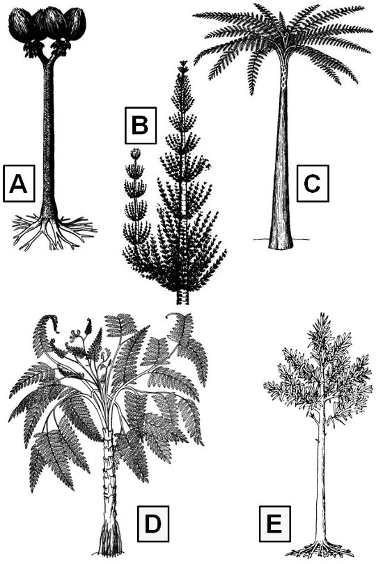 Figure 3. Illustrations des 5 grands groupes végétaux présents dans le bassin stéphanien de Bosmoreau-les-Mines : A, Sigillaria ; B, Calamites ; C, Psaronius ; D, Medullosa ; E, Cordaites.