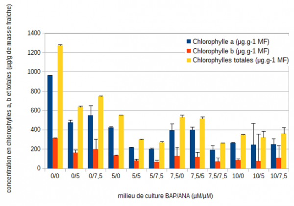 Figure 3 : Evolution des concentrations moyennes (µg/g de masse fraîche) en chlorophylles a, b et totales chez la belladone après 35 jours de culture en fonction des différents équilibres de régulateurs de croissance (6-benzyl aminopurine (µM)/ acide 1-naphtalène acétique (µM)).