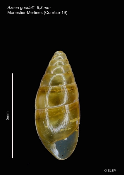 Fig.2—Photo de la coquille d’Azeca goodalli trouvée à Monestier-Merlines le 08/07/2022. (Cliché SLEM, focus stacking).