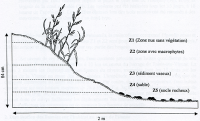 Fig. 2. Transect indiquant les cinq zones Z1 à Z5 sur la berge de la Vienne à Saint-Priest-Taurion (Haute-Vienne)
