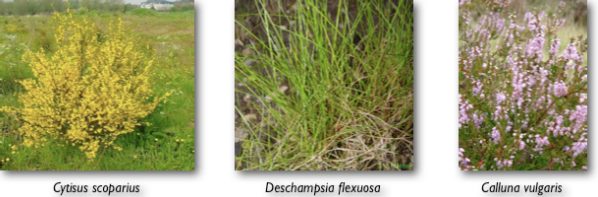 Fig. 2. Photographie présentant les trois espèces végétales les plus représentées sur cette friche : Deschampsia flexuosa ou la canche flexueuse, Cytisus scoparius ou le genêt à balais, et Calluna vulgaris ou la callune vulgaire.