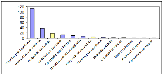 Figure 3. - Classement des espèces d’Orthoptères selon leur abondance avec en gris foncé, les Criquets et, en gris clair, les Sauterelles. 