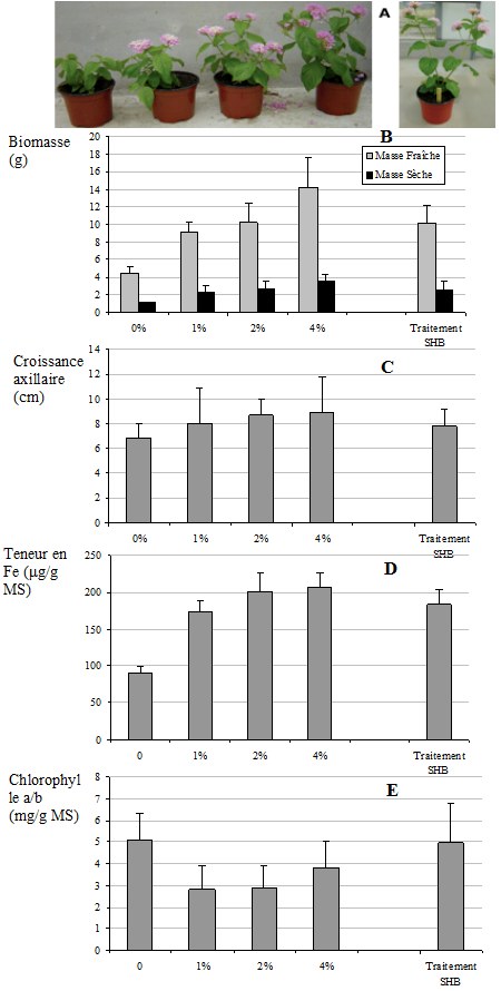 Figure 1: (A) Photographie de Lantana camara en fin de culture traité ou non avec des substances humiques issues de Léonardite (SH) et de bois de peuplier (SHB). Effet du traitement sur la biomasse (B), sur la croissance des bourgeons axillaires (C), sur la teneur en Fe (D), et le rapport Chlorophylle a/b (E).