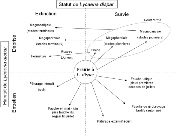 Fig. 4 : Impact des modes de gestion des prairies à Lycaena dispar.