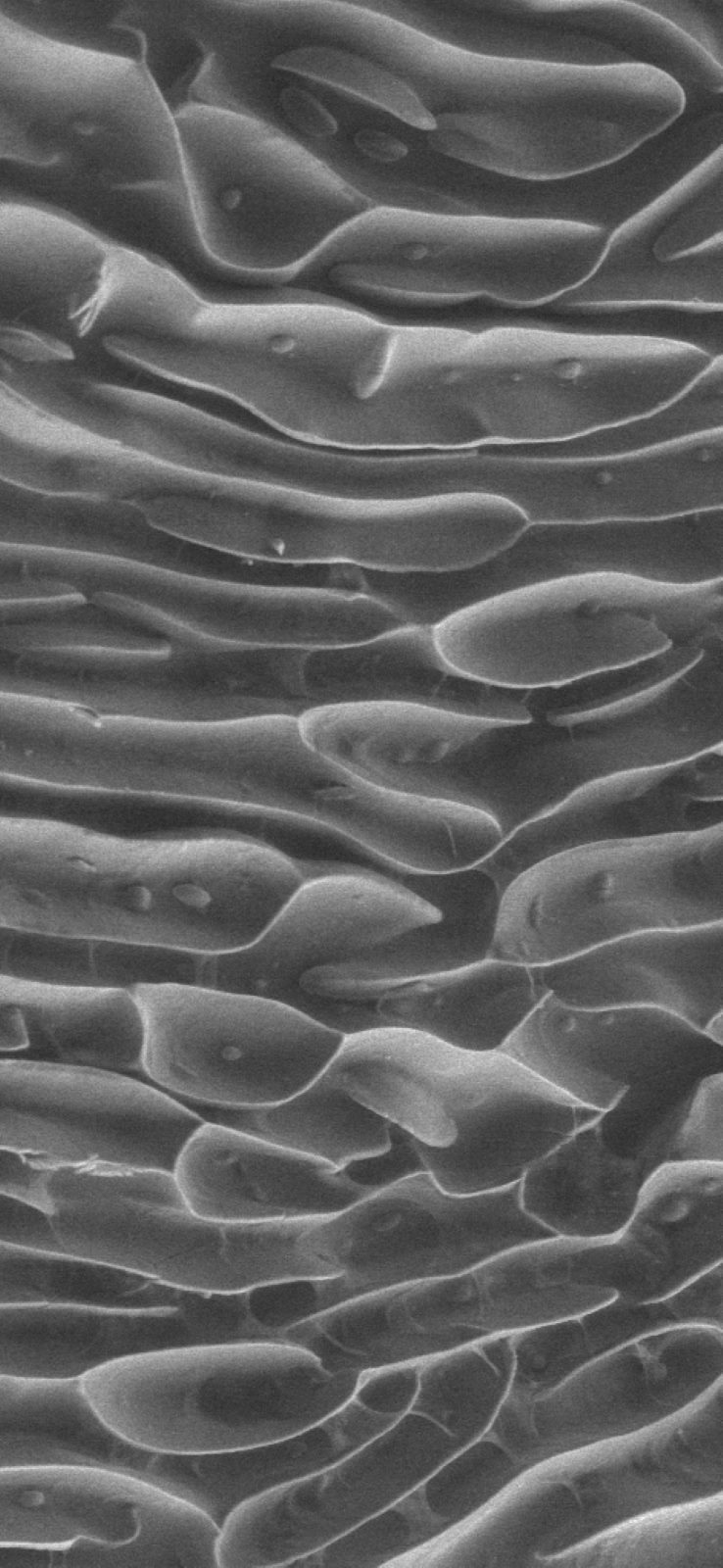 Ecaille de poisson_002