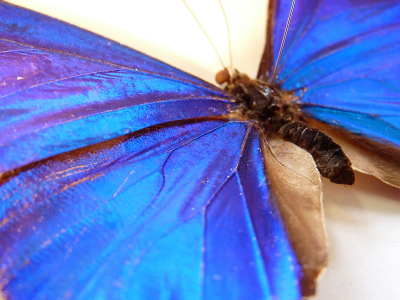 collection-biologie-papillon
