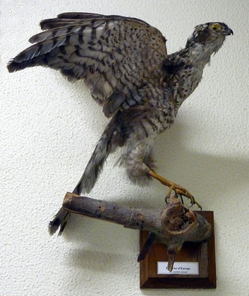 Accipiter nisus - Epervier d'Europe
