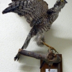 Accipiter nisus - Epervier d'Europe