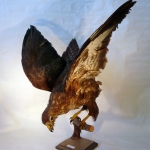 Buteo buteo - Buse variable