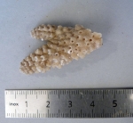 Acropora tenuis