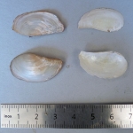 Pandora inaequivalvis