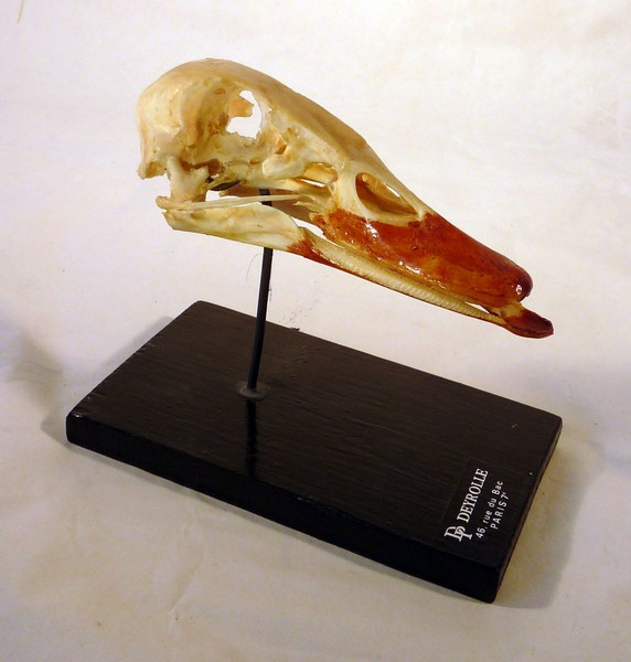 Crâne de canard