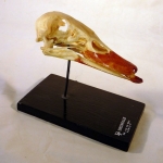 Crâne de canard