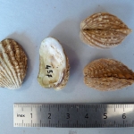 Cardita senegalensis