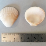 Centrocardita inquinata