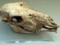 Tragelaphus strepsiceros - Grand coudou (femelle)