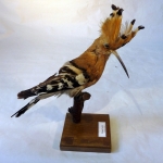 Upupa epops - Huppe fasciée