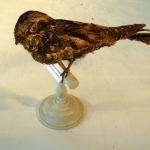 Caprimulgus europaeus - Engoulevent d'Europe