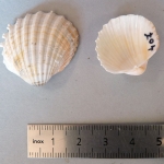 Acanthocardia echinata